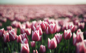 Картинка цветы тюльпаны поле розовые