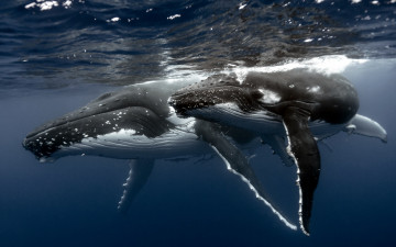 Картинка животные киты кашалоты море