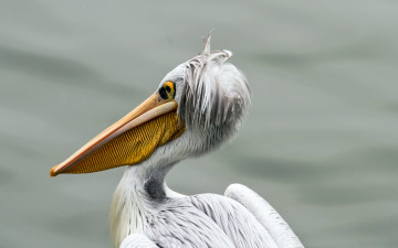 обоя животные, пеликаны, pelican