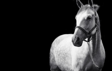 Картинка животные лошади красавец белый