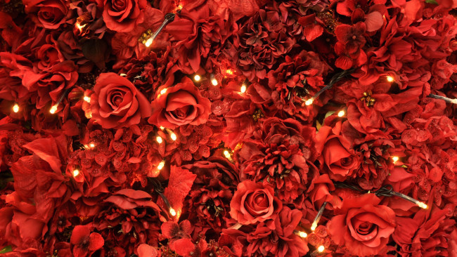 Обои картинки фото цветы, розы, красный, огоньки