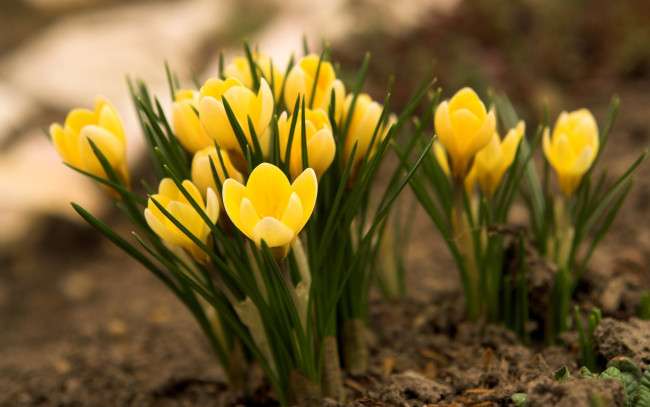 Обои картинки фото цветы, крокусы, ранние, весна, желтые
