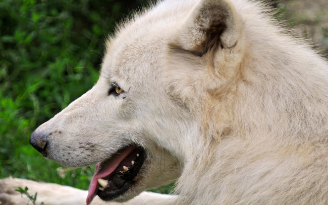 Обои картинки фото животные, волки, волк, морда, белый, язык