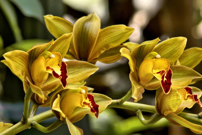 Обои картинки фото цветы, орхидеи, желтый, ветка