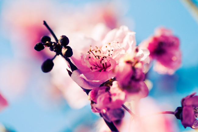 Обои картинки фото цветы, сакура, вишня, весна, ветка, цветение