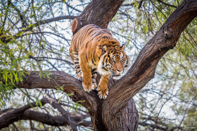 Обои картинки фото животные, тигры, прыжок, готовность, дерево, хищник