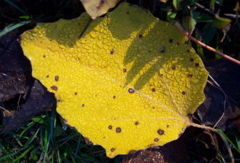 Картинка природа листья лист жёлтый осень утро роса капли