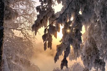 Картинка природа зима снег ветви солнце