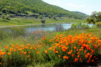 Картинка природа реки озера деревья горы река трава цветы