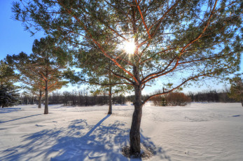 Картинка природа зима снег деревья солнце