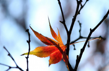 Картинка природа листья веточки осень жёлтые