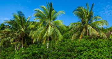Картинка природа тропики пальмы джунгли