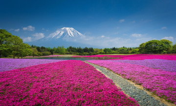 Картинка природа поля клумба вулкан цветы гора китай лес парк