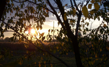 Картинка природа восходы закаты листья дерево солнце лучи рассвет ветви