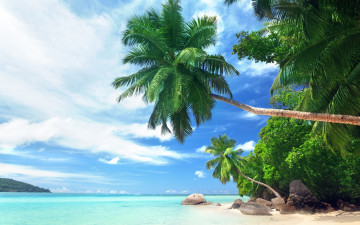 Картинка природа пейзажи пальмы свисают пляж белый песок море