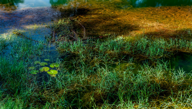 Обои картинки фото природа, реки, озера, река, мель, трава, кувшинки