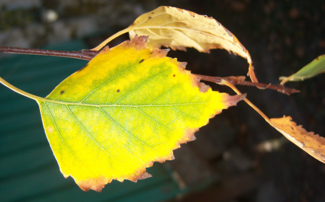 Обои картинки фото природа, листья, солнечно, жёлтые, берёза