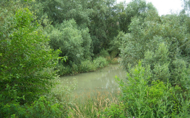 Обои картинки фото природа, реки, озера, озеро, кусты, деревья, зелень, вода, пейзаж