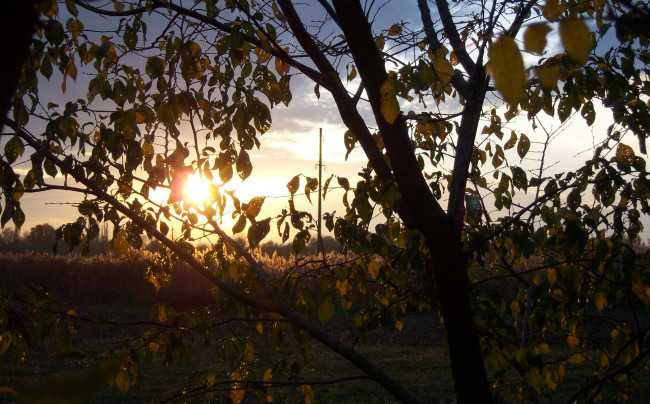 Обои картинки фото природа, восходы, закаты, листья, дерево, солнце, лучи, рассвет, ветви
