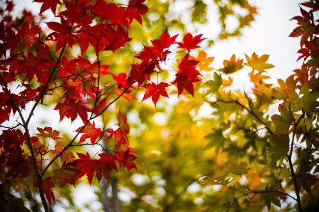 Обои картинки фото природа, листья, кленовые, бордовые, зеленые, ветки, дерево, деревья, осень, размытость