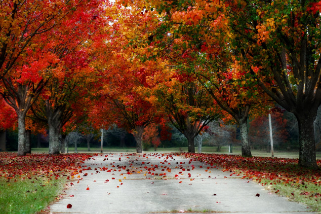 Обои картинки фото природа, парк, осень, листопад, красно, аллея