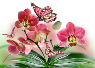 Картинка животные бабочки +мотыльки +моли коллаж природа крылья бабочка растение лепестки орхидея цветы