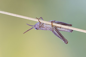 Картинка животные кузнечики +саранча фон травинка насекомое макро кузнечик усики