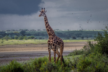 Картинка животные жирафы жираф саванна