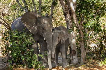 Картинка животные слоны слонята