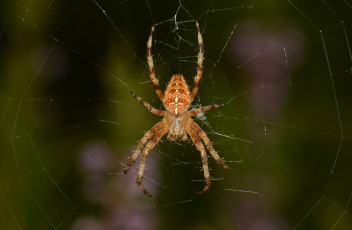 Картинка животные пауки сеть паук