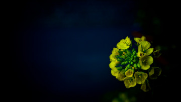 Картинка цветы луговые+ полевые +цветы отражение жёлтые фон