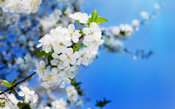 Картинка цветы цветущие+деревья+ +кустарники цветочки макро ветки слива