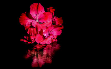 Картинка цветы гладиолусы яркие отражение вода черный фон