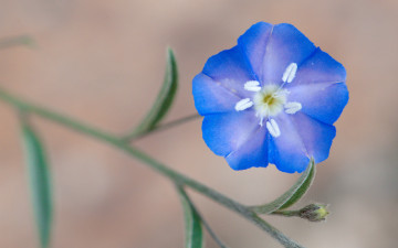 Картинка цветы макро стебель веточка синий цветок