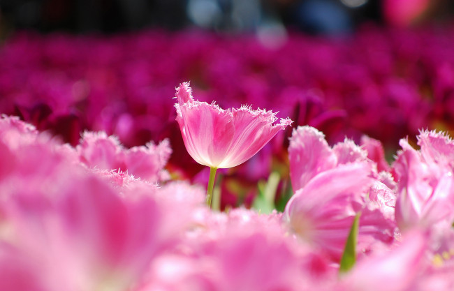 Обои картинки фото цветы, тюльпаны, розовые, лепестки, поле, макро, размытость