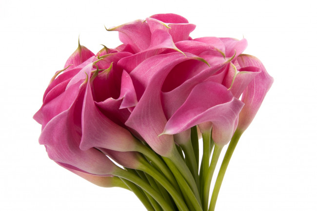 Обои картинки фото цветы, каллы, розовый