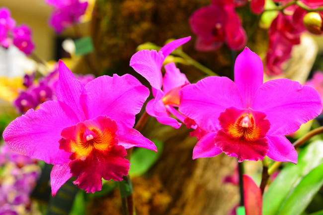 Обои картинки фото цветы, орхидеи, макро, природа, растение, лепестки, орхидея