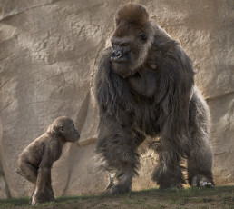 обоя животные, обезьяны, горилла, воспитание, детёныш, папаша