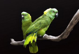 Картинка животные попугаи птички