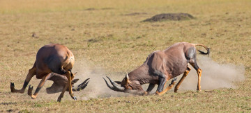 Картинка животные антилопы турнир