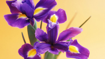 Картинка цветы ирисы фиолетовые макро