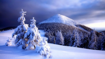 Картинка природа зима вершина снег лес