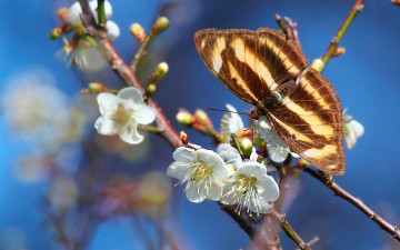 Картинка животные бабочки +мотыльки +моли ветки слива бабочка макро весна цветение цветки