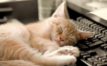 Картинка животные коты клавиатура отдых сон рыжий котенок