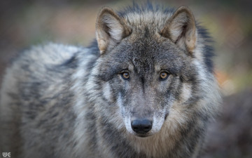 Картинка животные волки +койоты +шакалы взгляд морда хищник волк