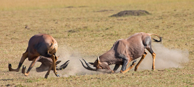 Обои картинки фото животные, антилопы, турнир