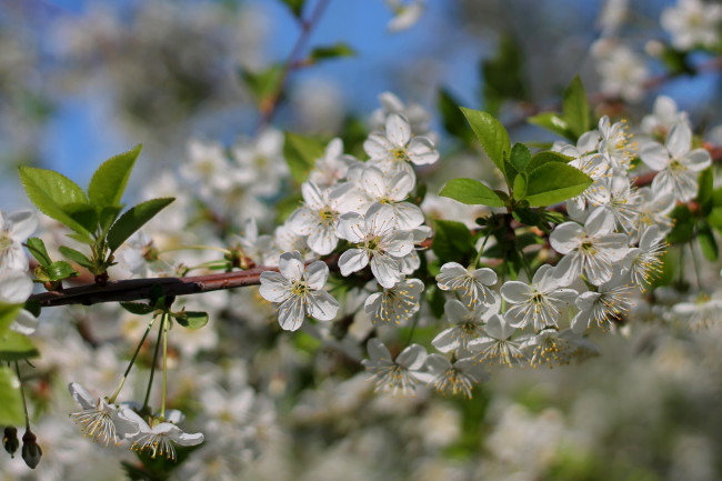 Обои картинки фото цветы, сакура,  вишня, весна, дерево, ветка, вишня, макро, цветение