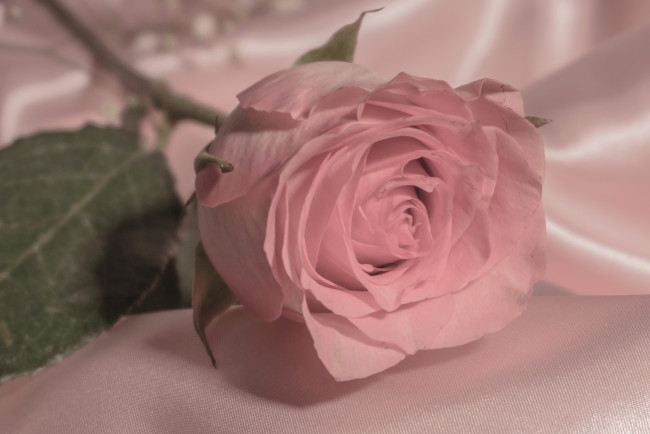 Обои картинки фото цветы, розы, роза, бутон, нежность, макро