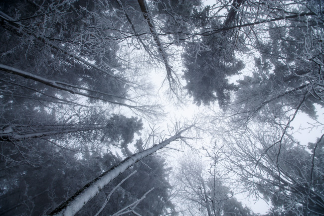 Обои картинки фото природа, лес, снег, зима, деревья