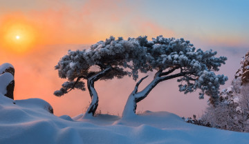 Картинка природа деревья зима сосны даэдунсана небо снег свет living together